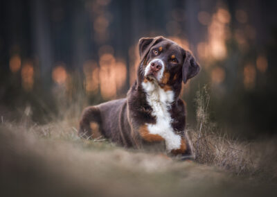 Nicole Ferdinand - Hundefotografie