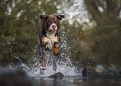 Nicole Ferdinand - Hundefotografie