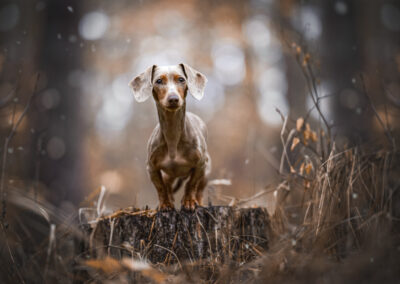 Nicole Ferdinand - Hundefotografie