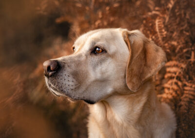 Nicole Ferdinand - Hundefotografie