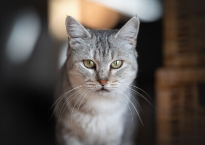 Nicole Ferdinand - Katzenfotografie