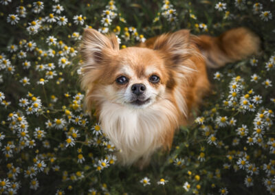 Nicole Ferdinand - Hundefotografie