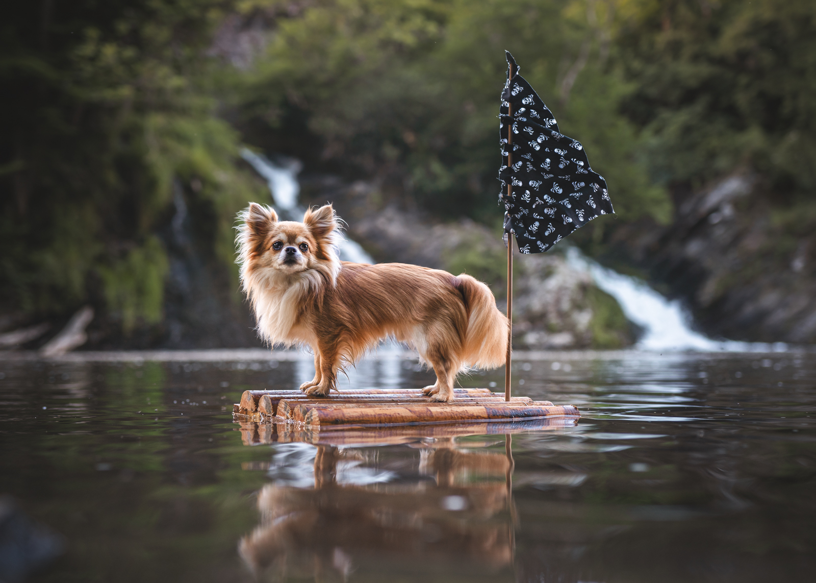 Dog_On_Water