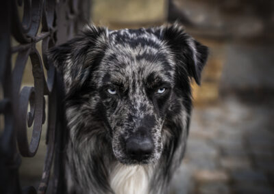 Nicole Ferdinand - Hundefotografie