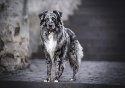 Nicole Ferdinand - Hundefotografie