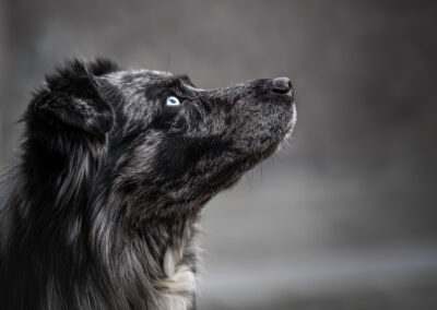 Nicole Ferdinand - Hundefotografie