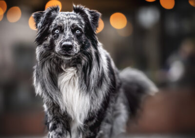 Nicole Ferdinand - Hundefotografie