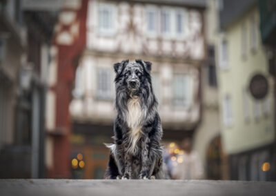 Nicole Ferdinand - Hundefotografie