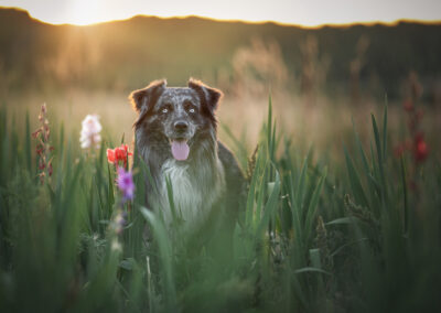 Nicole Ferdinand - Hundefotografie