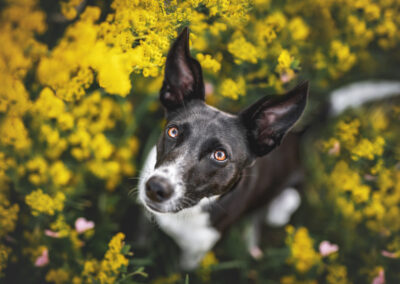 Nicole Ferdinand - Hundefotografie