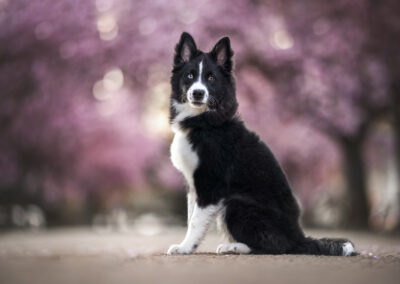 Nicole Ferdinand - Hundefotografie