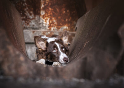 Nicole Ferdinand - Hundefotografie